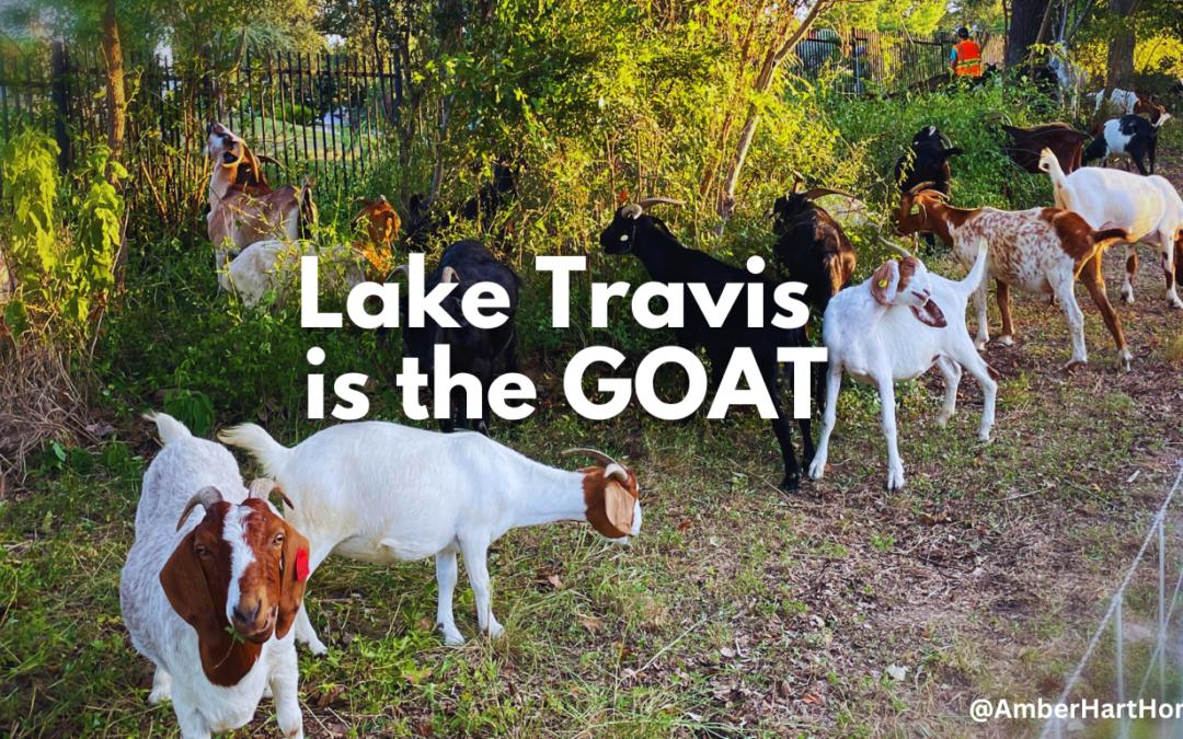 lake travis employs goats to clear vegetation